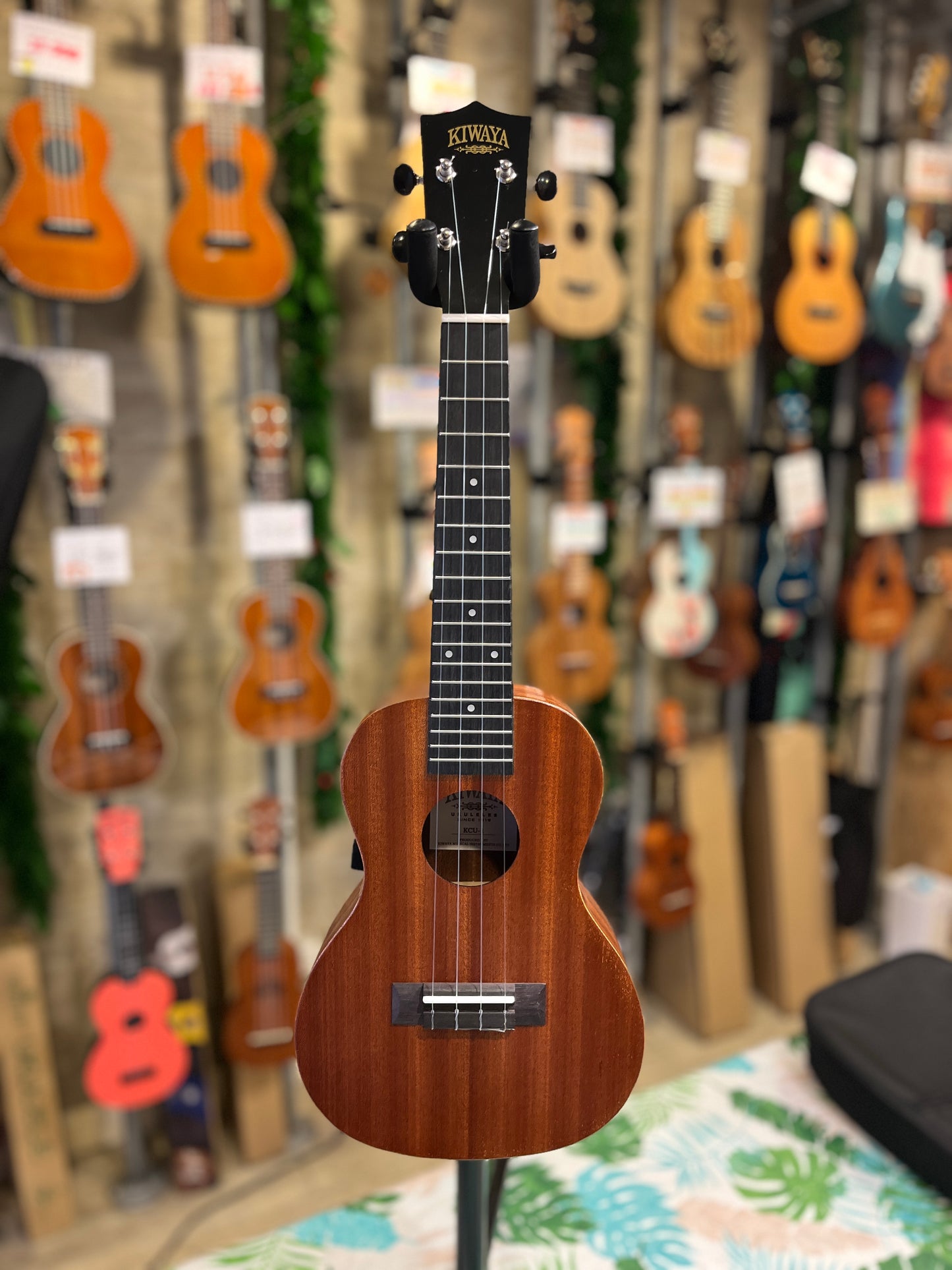 Kiwaya Student Model Concert Ukulele