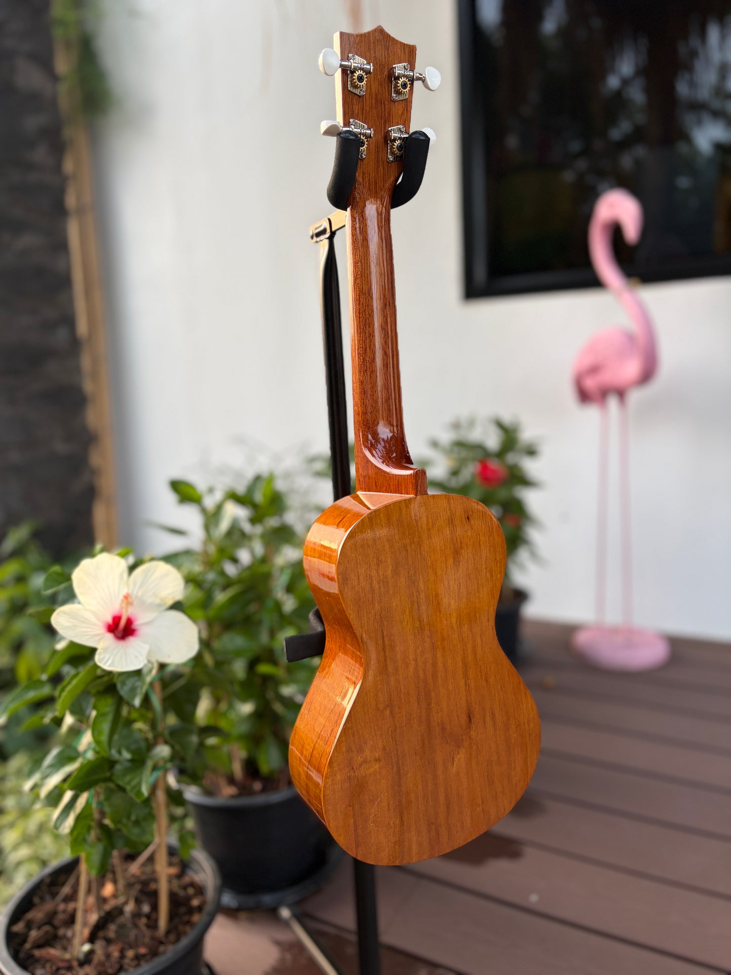 Famous FC-5G Hawaiian Koa Concert