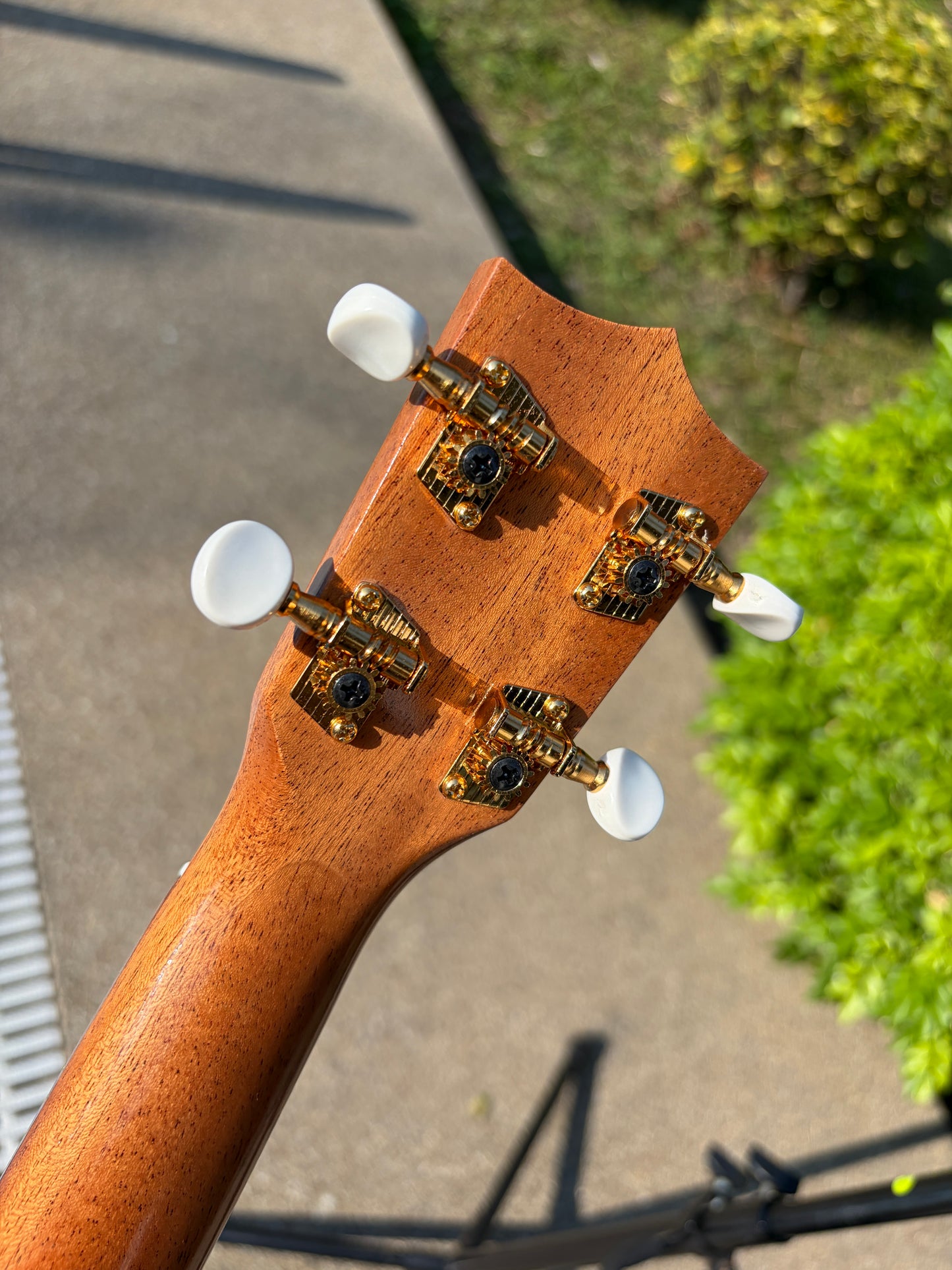 Famous Satinwood Soprano