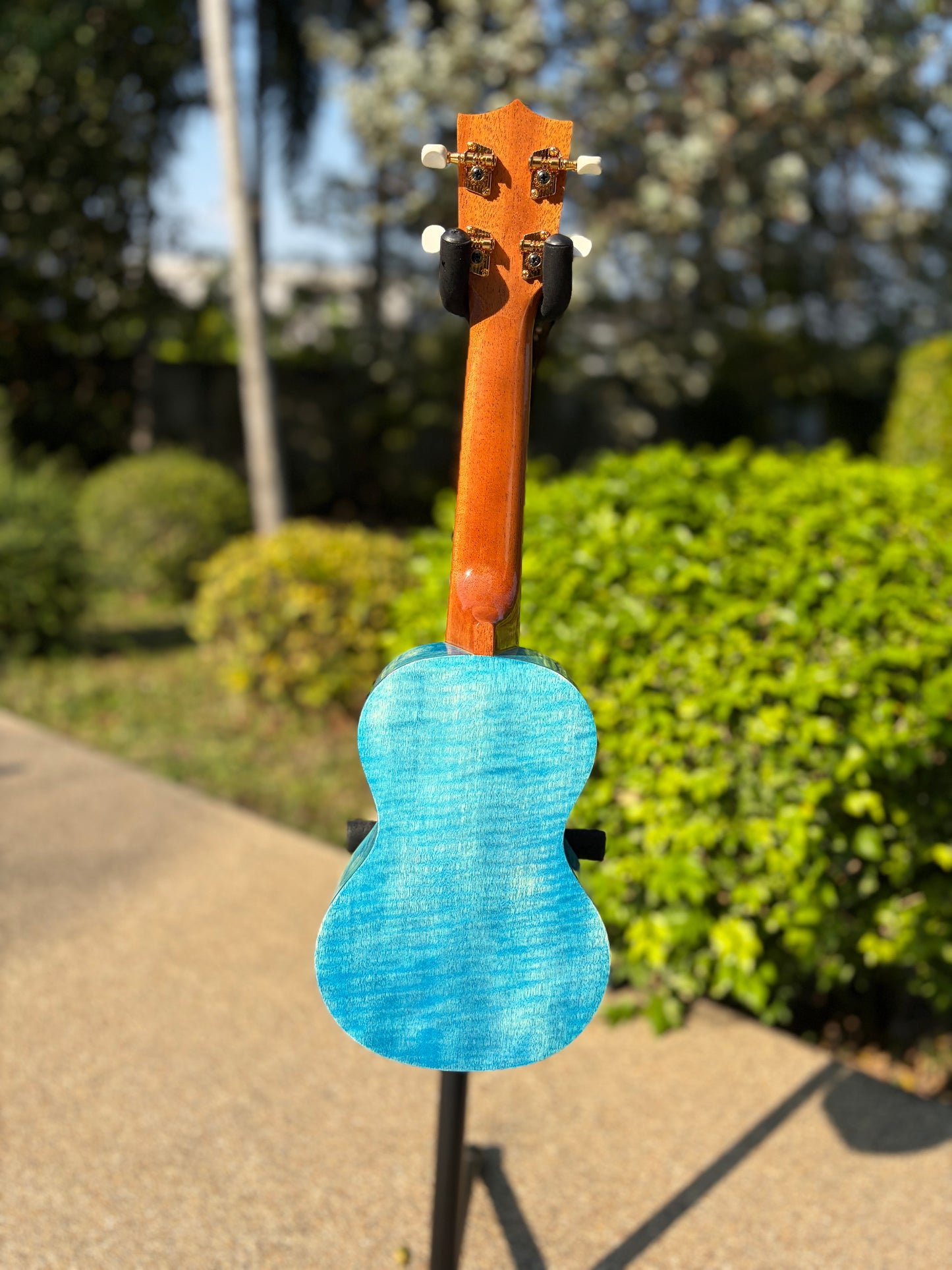 Famous Satinwood Soprano