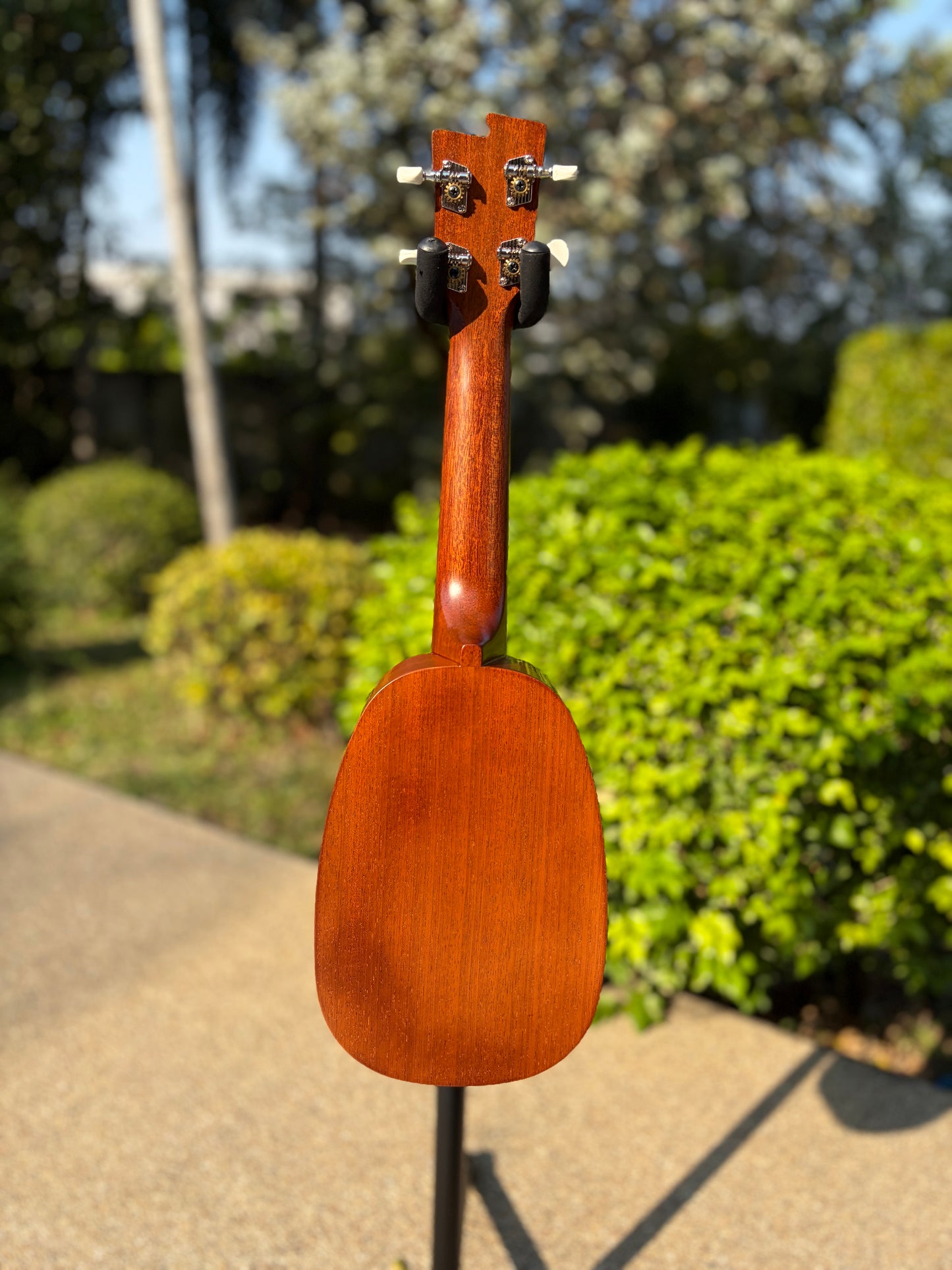 Zephyr Pineapple Cat