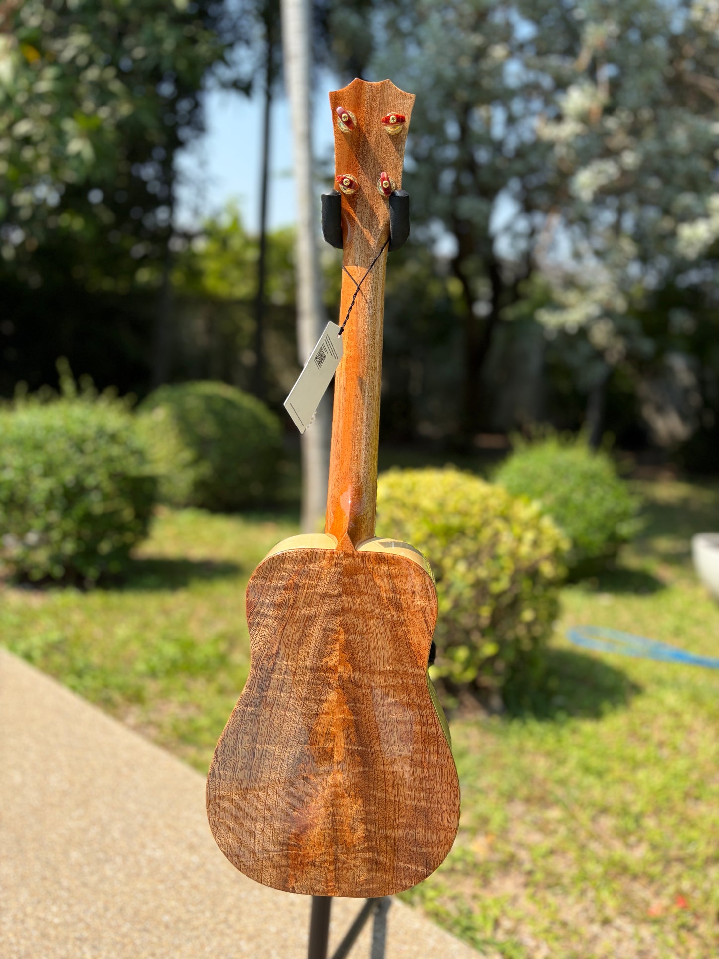 The Rebel Love Lace Mango Top & Back, Spruce Sides Tenor Ukulele!