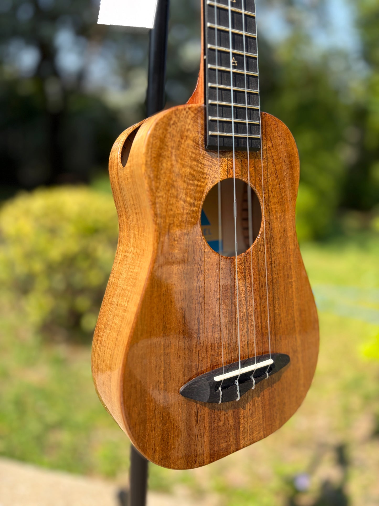 The Rebel Oppon Acacia Top& Sides, Spruce Back Soprano!