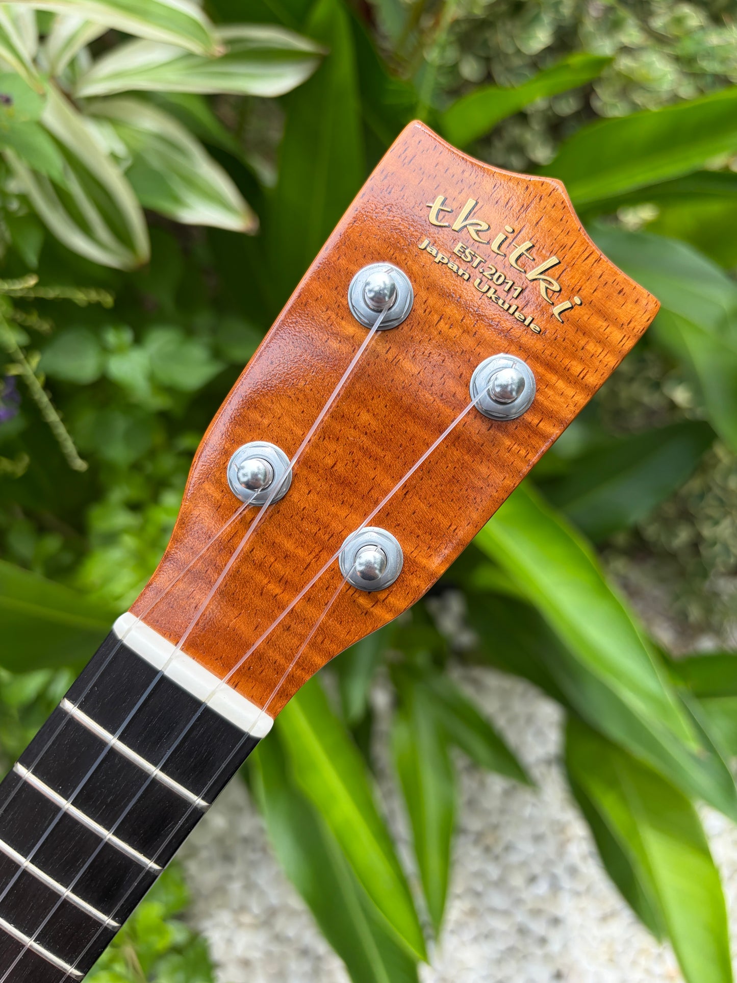 Tkitki curly koa soprano 14 frets