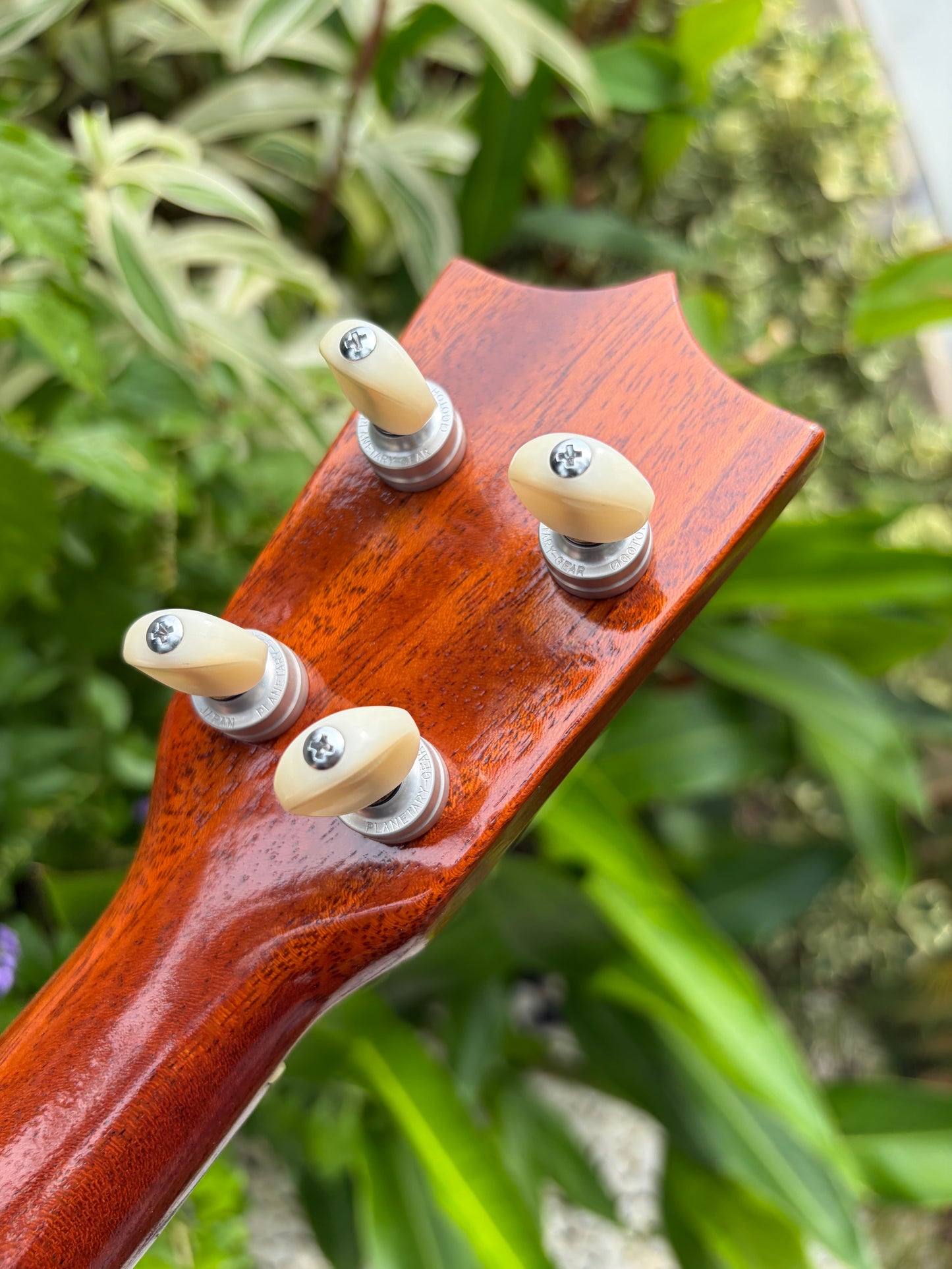 Tkitki Custom curly koa short scale tenor